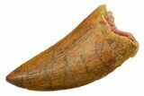 Serrated Carcharodontosaurus Tooth - Real Dinosaur Tooth #351650-1